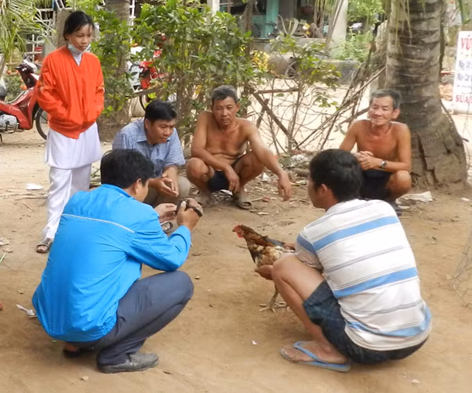 Người dân đến xem gà "pê đê"