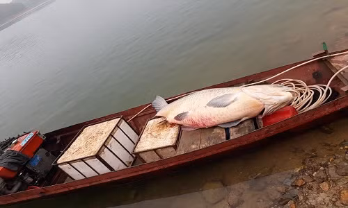Con cá được đánh bắt kéo lên bờ. Con cá được đánh bắt kéo lên bờ.