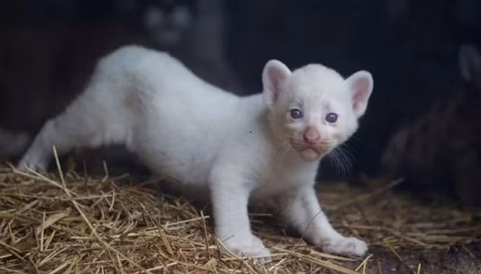 Con báo sư tử con đang ở chung với báo sư tử mẹ và đã được tách khỏi các anh chị của nó. Báo sư tử bố được nuôi nhốt riêng, vì báo sư tử đực thường có thói quen tấn công và giết con non. Giới tính của con báo sư tử con vẫn chưa được xác định.