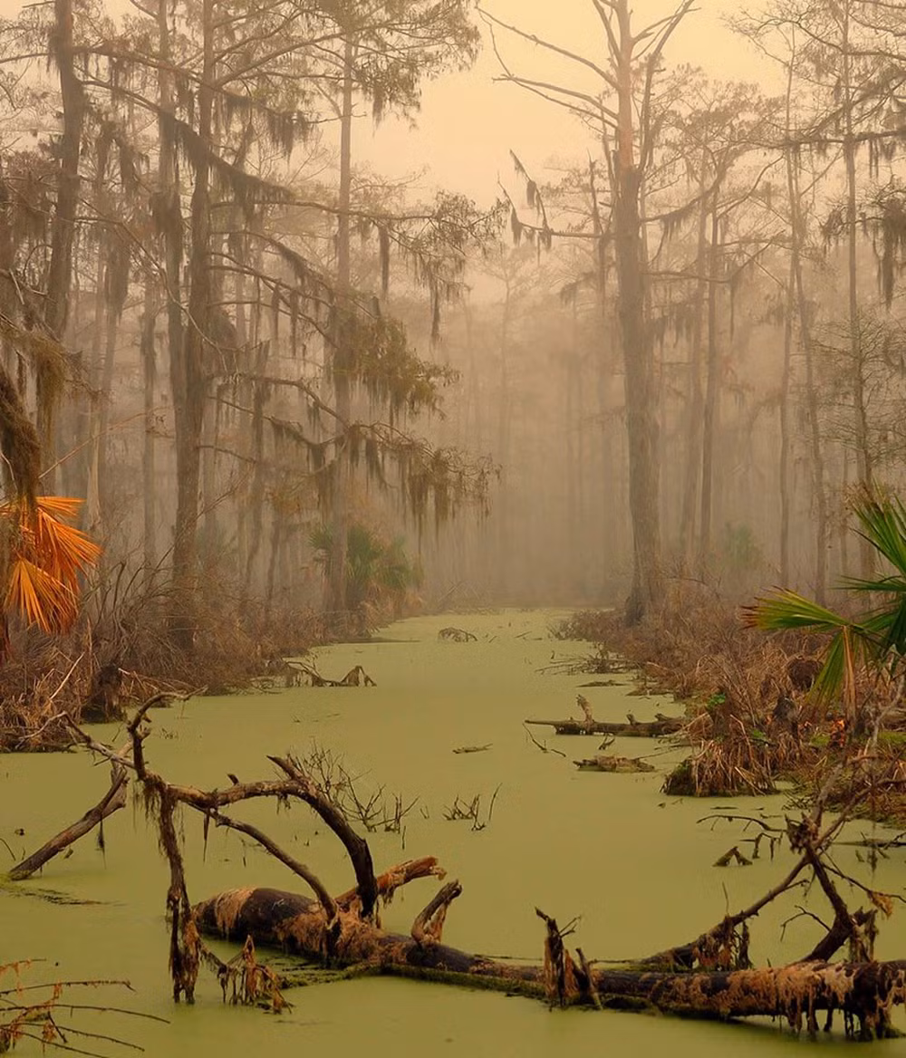 1. Đầm lầy Manchac: Nằm gần New Orleans, Hoa Kỳ, đầm lầy Manchac Swamp nổi tiếng với truyền thuyết về lời nguyền của nữ vương tín ngưỡng Voodoo từ những năm 1920.