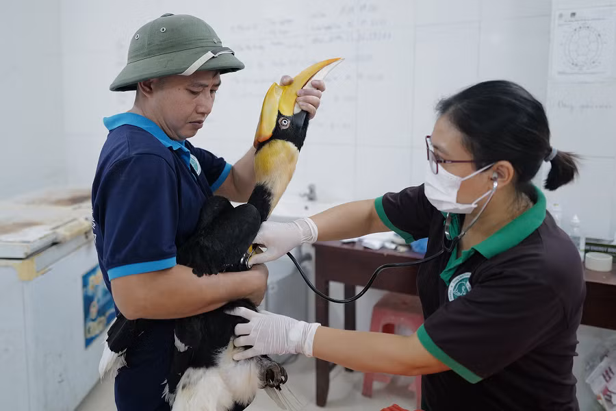 Trong tự nhiên, thức ăn của hồng hoàng chủ yếu là các loại quả. Nó cũng ăn cả các loài thú, chim, thằn lằn, rắn và côn trùng nhỏ.
