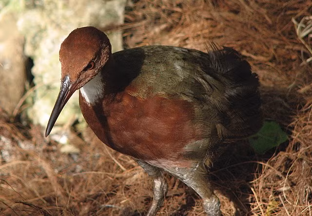 Thế nhưng, trong các vị tổ tiên rời Madagasca năm xưa, còn có một nhánh sống sót ở đâu đó trên Trái Đất mà không ai biết. Vài ngàn năm sau trận đại hồng thủy, đảo san hô Aldabra hồi sinh, vô tình người họ hàng này đã đáp xuống đúng nơi gà nước họng trắng Madagasca tuyệt chủng.