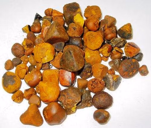 Về vật thể tìm thấy trong bụng các con vật có khả năng chữa bệnh, lương y Vũ Quốc Trung (Hội Đông y Việt Nam) cho biết, chỉ những hòn sỏi tìm thấy trong mật bò hoặc trâu mới có tác dụng.
