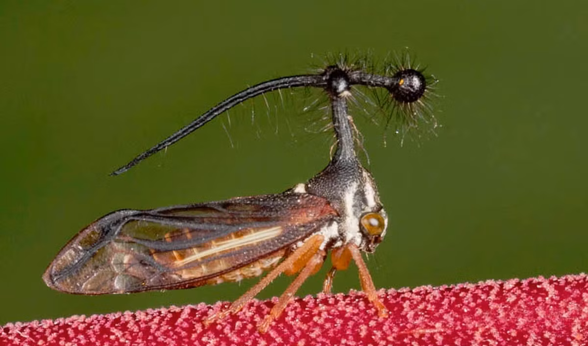 Loài rầy vằn Brazil thuộc họ rầy (Membracidae), có họ hàng với ve sầu. Trên thế giới có hơn 3.000 loài rầy khác nhau, phân bố ở hầu hết các lục địa ngoại trừ Nam Cực.
