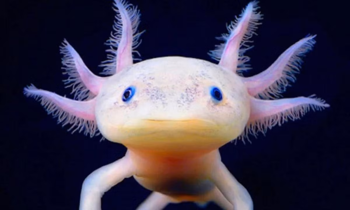 Axolotl không trải qua quá trình biến đổi từ ấu trùng sống dưới nước sang dạng trưởng thành sống trên cạn như hầu hết các loài kỳ nhông khác.