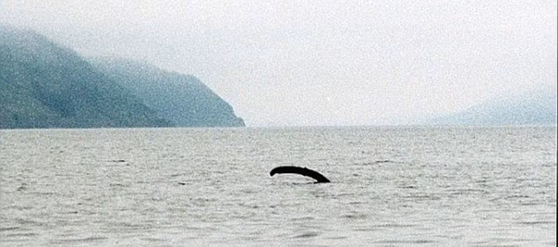 Các nhà khoa học từ New Zealand cũng đã đề xuất giả thuyết về Nessie là một con lươn khổng lồ dựa trên việc tìm thấy AND của lươn trong hồ.