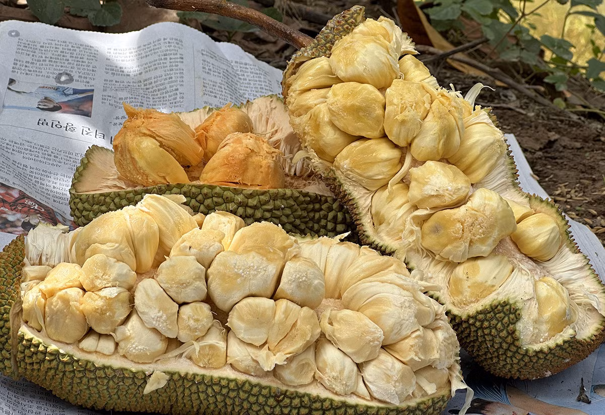 Mit thom lung mui sau rieng, mit 'khung' 40 kg/qua o Viet Nam