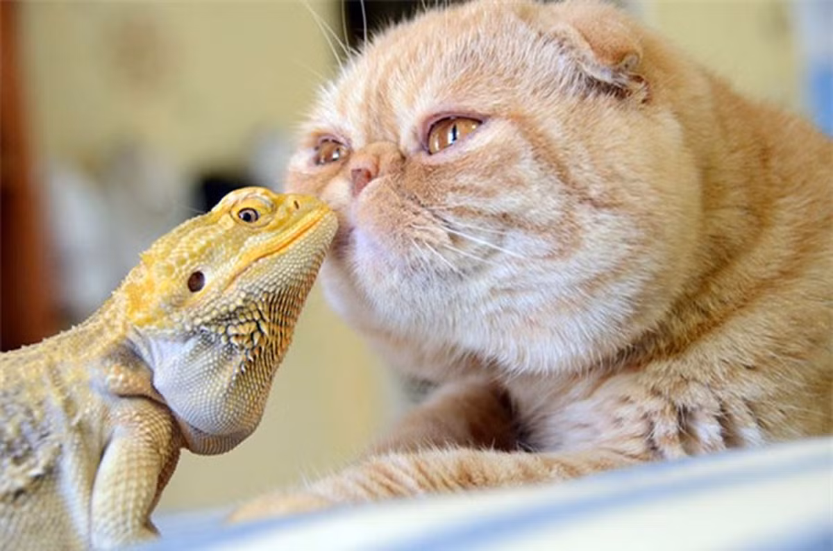 Vốn là một loài bò sát hiền lành nên chú rồng Úc (Bearded Dragon) dễ dàng kết thân với chú mèo.