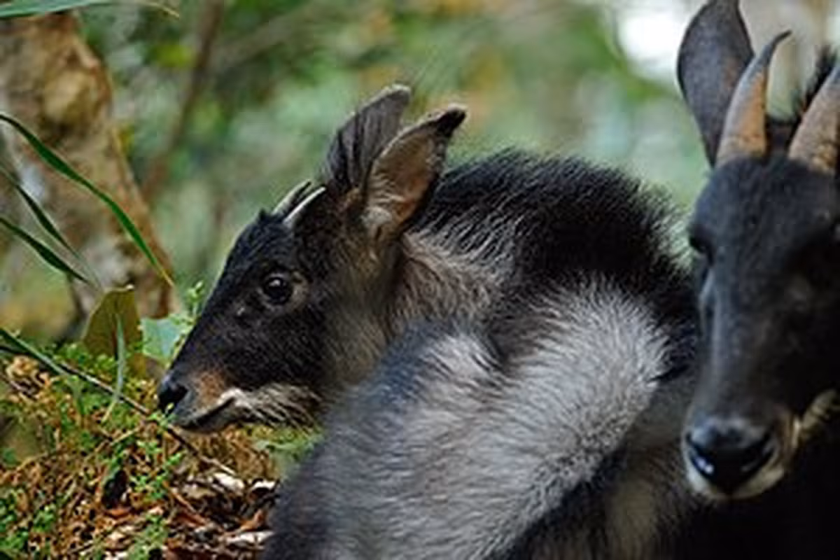 Sơn dương lục địa (tên khoa học: Capricornis milneedwardsii), hay Sơn dương Trung Quốc (Chinese serow), là một loài động vật có vú trong họ Bovidae, bộ Artiodactyla, bản địa ở Trung Quốc và Đông Nam Á.
