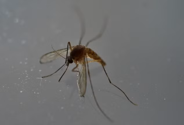 Nguyên tắc phòng Zika khi đến Brazil vào mùa Oplympic - Hình 2 Nguyen tac phong Zika khi den Brazil vao mua Oplympic-Hinh-2