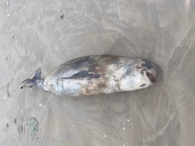 Dù vậy, một số người dân đưa ra nhận định 3 xác cá lạ đó có thể là cá voi (hay còn gọi là cá ông - loài được ngư dân xem là linh vật của biển) hoặc cá heo. Ảnh: SGGP.