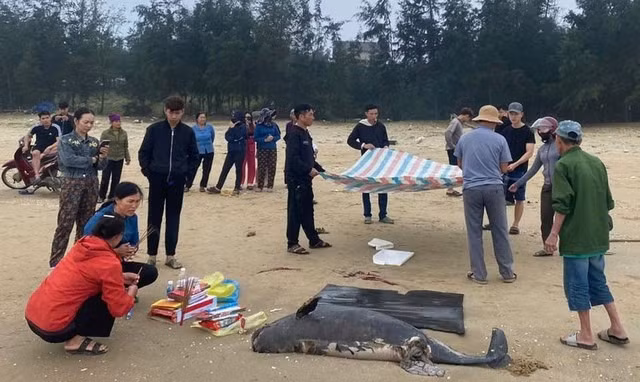 Vào ngày 14/3/2025, trong lúc chuẩn bị ra khơi đánh cá, một nhóm ngư dân ở Hà Tĩnh bất ngờ phát hiện xác một cá voi dài 1,5m, nặng khoảng 100 kg dạt vào bờ biển thuộc địa phận thôn Nam Hải, xã Thạch Hải. Ảnh: Người lao động.