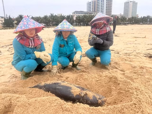 Chiều ngày 1/4/2025, người dân phát hiện một xác cá voi dài khoảng 1,1m, nặng khoảng 15 kg trôi dạt vào bờ biển Nhật Lệ, ở phường Hải Thành, TP Đồng Hới, đoạn trước cửa Đồn Biên phòng Nhật Lệ. Sau khi phát hiện, chính quyền phường Hải Thành và ngư dân đã làm lễ và đưa xác cá voi vào an táng tại nghĩa địa cá voi của địa phương. Ảnh: Người lao động.