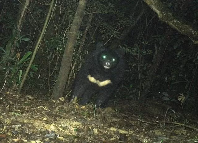 Gấu ngựa có tên khoa học là Ursus thibetanus hay Ursus tibetanus, còn được biết đến với tên gọi gấu đen Tây Tạng, gấu đen Himalaya hay gấu đen châu Á. Ảnh: Ban Quản lý Khu Bảo tồn thiên nhiên Bắc Hướng Hóa.