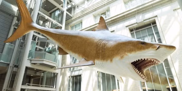 Các chuyên gia chỉ tìm thấy một số chiếc răng hóa thạch và đốt sống của cá mập megalodon. Những hiện vật này bị chôn vùi dưới lòng đại dương và sau nhiều thế kỷ trở thành hóa thạch. Ảnh: Hans-Dieter Sues/Smithsonian Museum.