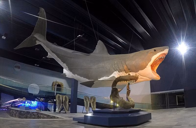 Với kích "khủng" như vậy, cá mập Megalodon lớn gấp 3 lần so với một con cá mập trắng lớn nhất hiện nay. Ảnh: Sergiodlarosa/ Wikimedia Commons.