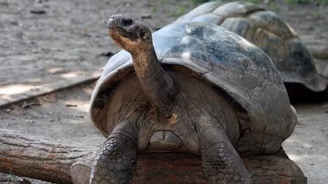Santa Cruz Galápagos phương tây - con rùa biển khổng lồ có nguy cơ tuyệt chủng đã trở thành cá thể sinh con lần đầu ở độ tuổi cao nhất trong loài sau khi sinh đứa con đầu lòng ở độ tuổi khoảng 100. Ảnh: Philadelphia Zoo.
