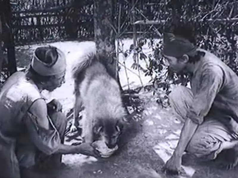 Liên quan đến chú chó ta đóng "Làng Vũ Đại ngày ấy", chị Hiền Trang- cháu nội nhà văn Kim Lân chia sẻ trên VTC News rằng ông cô kể, vào thời điểm ấy, đoàn làm phim đã nuôi và rèn một chú chó cả tháng, nhưng trong buổi quay thử, chú chó không hợp tác. Ảnh: Dân Việt