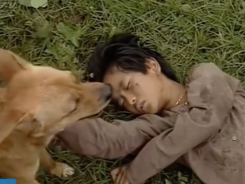 Khán giả còn ấn tượng với chú chó ta đóng Phèn trong “Đất phương nam”. Nhân vật 4 chân này thông minh dũng cảm khi mang trên mình 3 quả lựu đạn để đến giải cứu cho Võ Tòng dù đang bị thương và gọi người cứu bé An. Ảnh: Zing