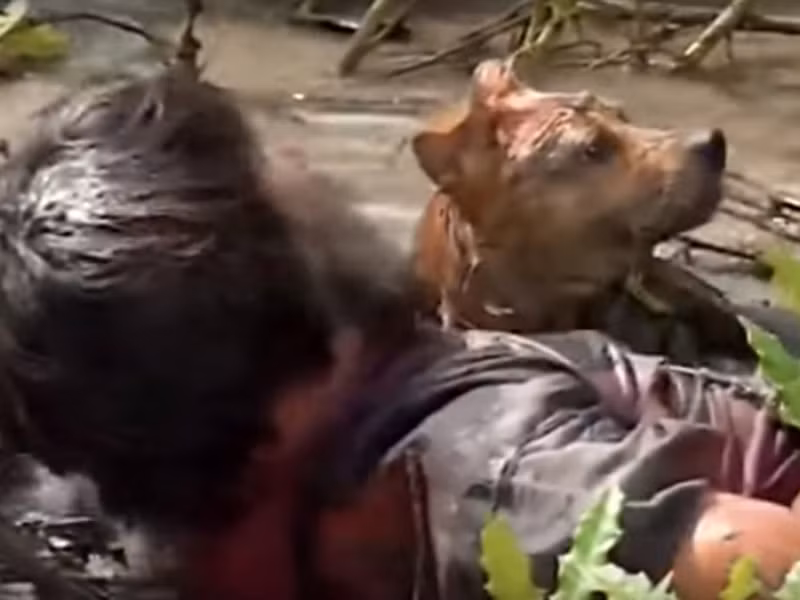 “Sang ngày thứ 3, bác sĩ dùng một mũi tiêm đặc biệt cho chó Lần này, chú chó mới thấm thuốc ngủ và nằm bất tỉnh", đạo diễn Vinh Sơn kể. Ảnh: Vietnamnet