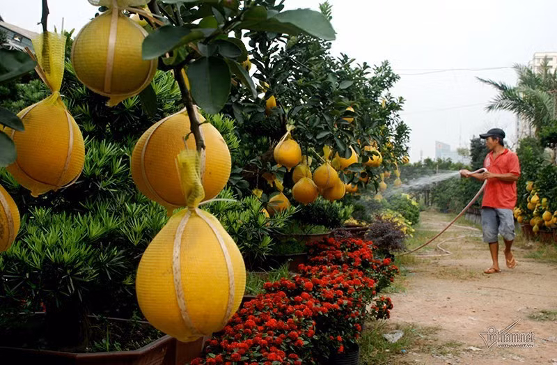 Một lý do khác là cước vận chuyển năm nay rẻ hơn những năm trước rất nhiều. "Những năm trước, cước vận chuyển cây đường xa rất cao. Năm nay do dịch nên cước vận chuyển rẻ", người này giải thích.