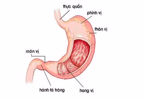 Một số nghiên cứu khoa học cho biết, việc sử dụng nhiều ớt và kéo dài có thể gây ung thư dạ dày. Đặc biệt bột ớt đỏ, nếu bị nhuộm màu có thể chứa sudan hoặc ớt tươi bị mốc còn chứa aflatoxin gây ngộ độc và ung thư.