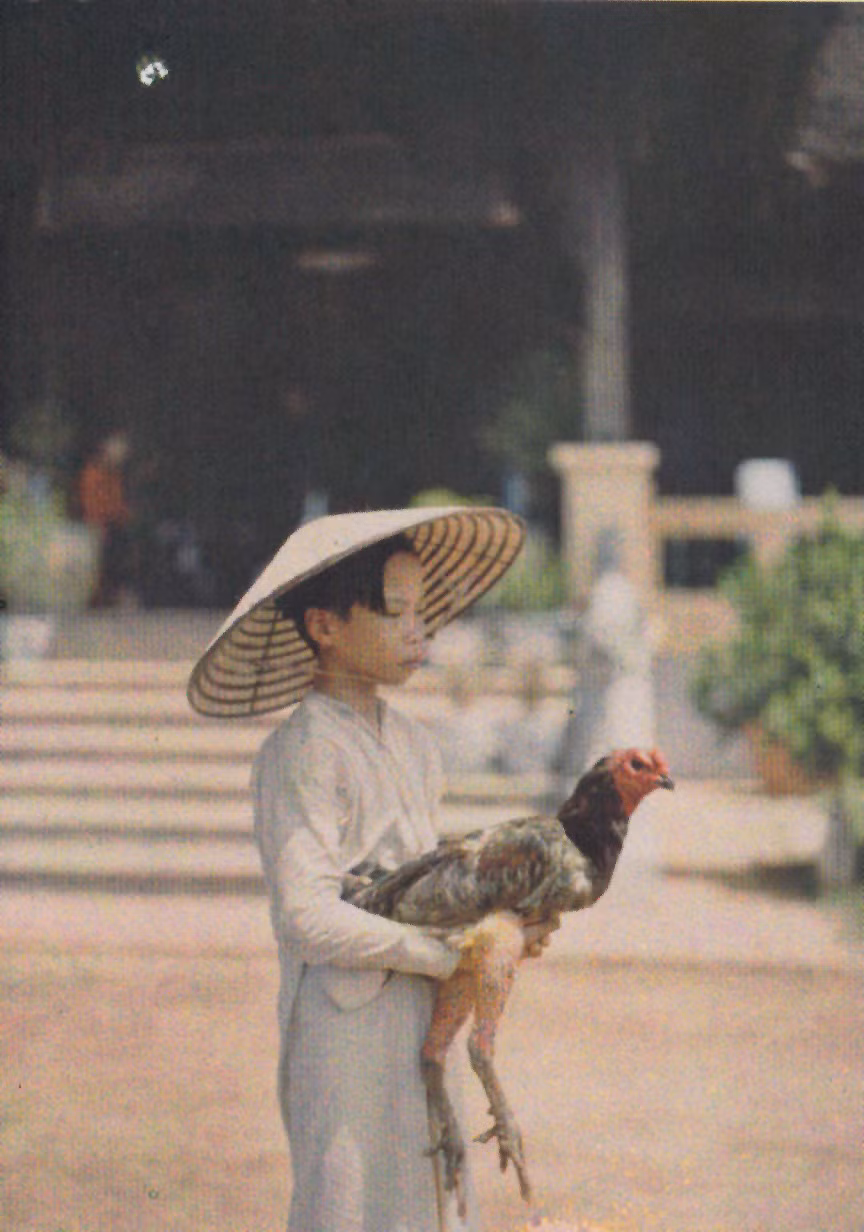 Cậu bé với con gà chọi. Ảnh: Léon Busy.