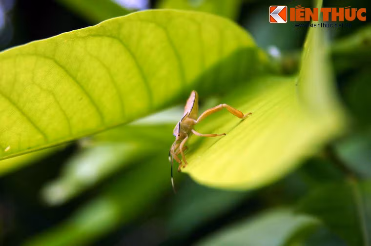 Một chú bọ xít màu vàng phơi mình trên chiếc lá xanh non mơn mởn.