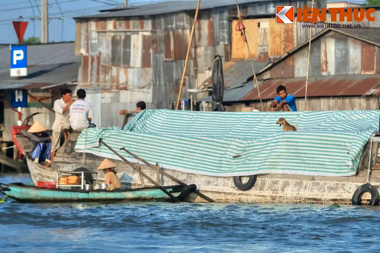 Cuộc sống trên sông nước là một nét văn hóa đặc thù ở các tỉnh miền Tây Nam Bộ. Du khách sẽ dễ dàng bắt gặp cảnh tượng thú vị về những chú chó lênh đênh trên các ghe thuyền khi khám phá miền đất này.