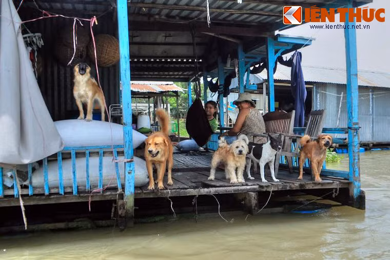 Dàn chó hoành tráng xồ ra sủa vang trời để chào đón du khách tại một ngôi nhà ở làng nổi Châu Đốc.