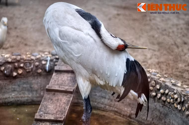 Hình ảnh của loài chim này gắn với liền mùa xuân bởi đây là mùa chúng kết đôi với những vũ điệu hoang dại làm mê hoặc những người chứng kiến.