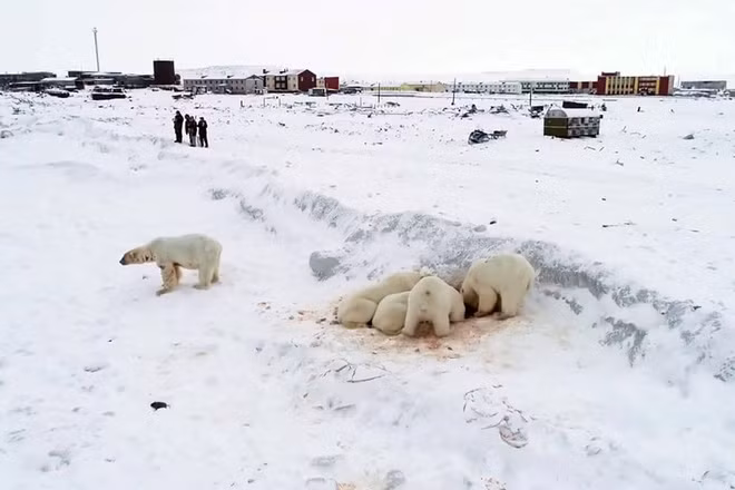 Những con gấu Bắc cực kiếm ăn ngay gần ngôi làng Ryrkaypiy ở Chukotka, Nga. (Nguồn Guardian)