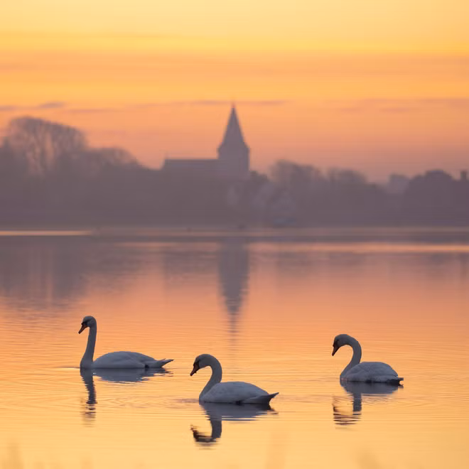 Đàn thiên nga bơi dưới hồ lúc bình mình ở Bosham, West Sussex, Anh. (Nguồn Guardian)