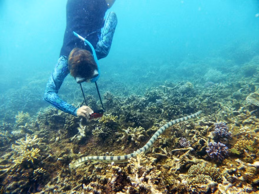 Nhóm thợ lặn phát hiện rắn biển độc cực hiếm ở ngoài khơi đảo Noumea, New Caledonia thuộc Pháp. (Nguồn Guardian)