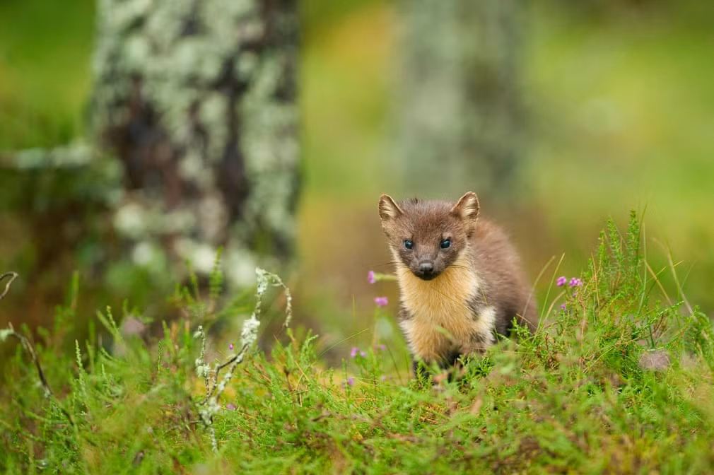 Chồn thông kiếm ăn trên đảo Black, Scotland. (Nguồn Guardian)