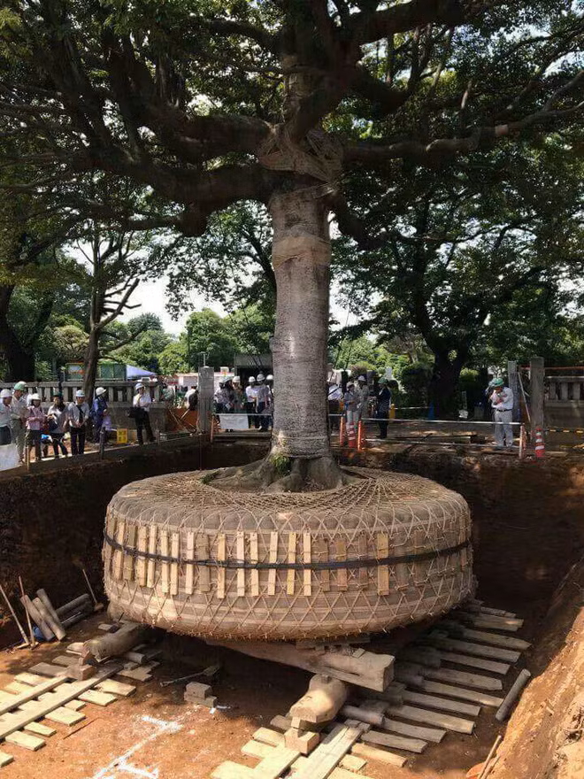 Việc chặt bỏ cây xanh, phục vụ xây dựng công trình hạ tầng, mở rộng đô thị là điều không còn mới lạ tại nhiều quốc gia trên thế giới. Tuy nhiên, khi quyết định chặt hạ một cây xanh cũng cần xem xét tới giá trị lịch sử, giá trị tâm linh và ý nghĩa với người dân địa phương cũng như tác động của việc đó tới môi trường. Nhật Bản là một quốc gia có truyền thống bảo vệ cây xanh khi từ lâu, quốc gia này đã sử dụng những phương pháp di dời cây xanh chứ không phải chặt hạ để xây dựng, phát triển thành phố.