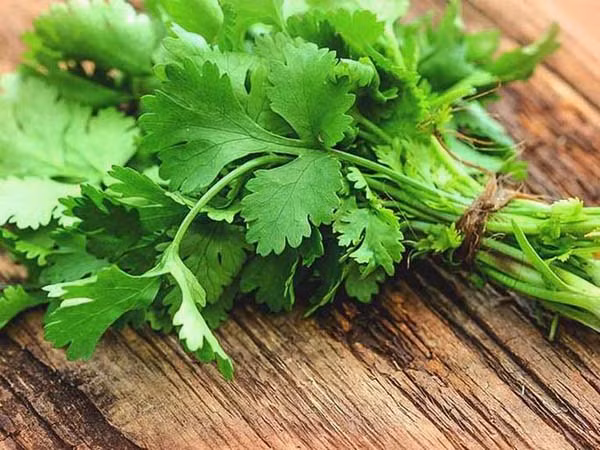 Ngoài giúp món ăn thêm thơm ngon, rau mùi còn có hàm lượng vitamin C nổi bật. Ước tính, 100g rau mùi chứa tới 48mg vitamin C – gấp 5 lần so với dưa chuột.