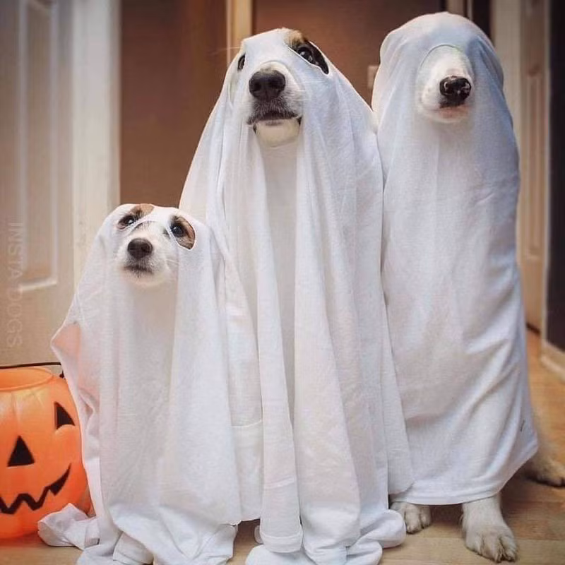 Những màn hóa trang Halloween cực đỉnh dành cho thú cưng Nhung man hoa trang Halloween cuc dinh danh cho thu cung