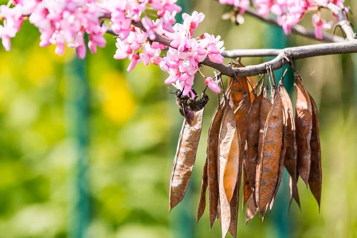 Loài hoa này được sử dụng nhiều trong các món súp, bánh, các món xào khác nhau. Những món ăn hạnh phúc chắc chắn khiến bạn ngon miệng. Ngoài ra, hoa hạnh phúc còn có làm đồ uống và làm thuốc rất hiệu quả. Gỗ của cây hạnh phúc cũng có thể làm đồ trang trí nội thất rất đẹp.
