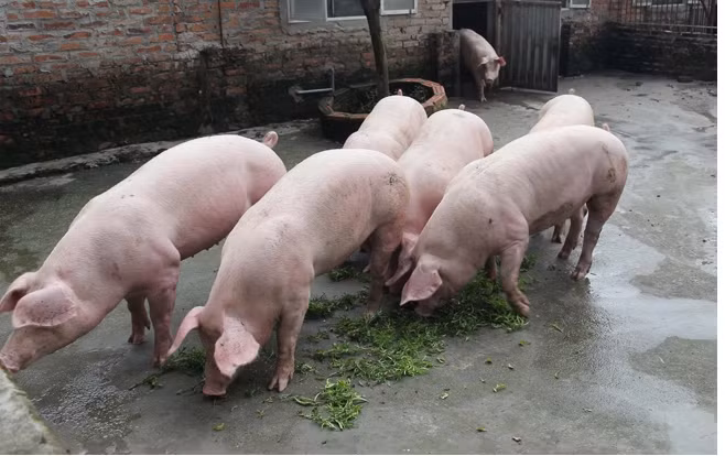 Trước đây, dọc mùng thường để cho lợn ăn, cho ăn sống, hoặc nấu thành cháo cùng với cám và các loại rau khác.