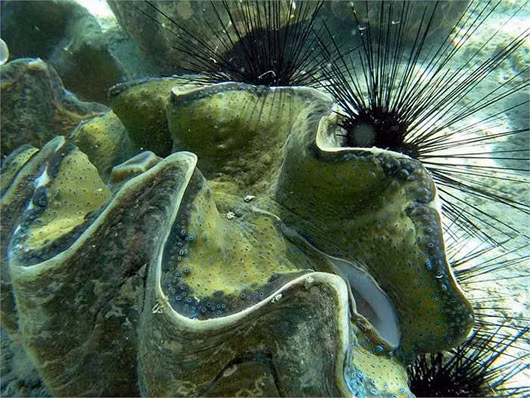 Nghêu khổng lồ phương Nam (Tridacna derasa), còn được gọi là trai tượng, là một trong những loài động vật thân mềm lớn nhất thế giới với chiều dài có thể lên tới 60cm.