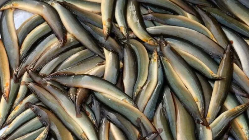 Trong 100g thịt cá có 16,9g đạm, 2g chất béo, 3,2g gluxit, 16,9mg canxi, 3,2mg sắt, 27mg phốt pho và các vitamin khác.
