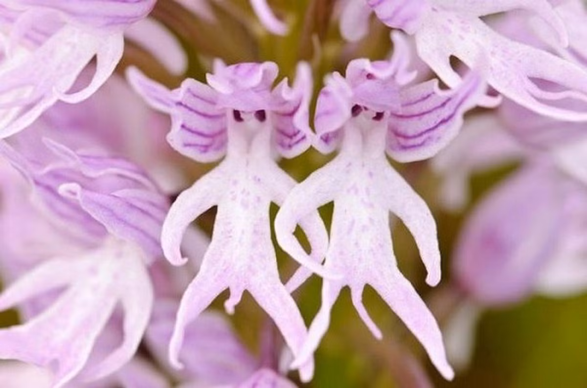 Còn loài hoa trông như 'hình nhân thế mạng' này có tên khoa học Orchis italica, họ lan được tìm thấy chủ yếu ở các nước Địa Trung Hải. Nó có khả năng sinh trưởng ở những vùng đất sỏi khô cằn.