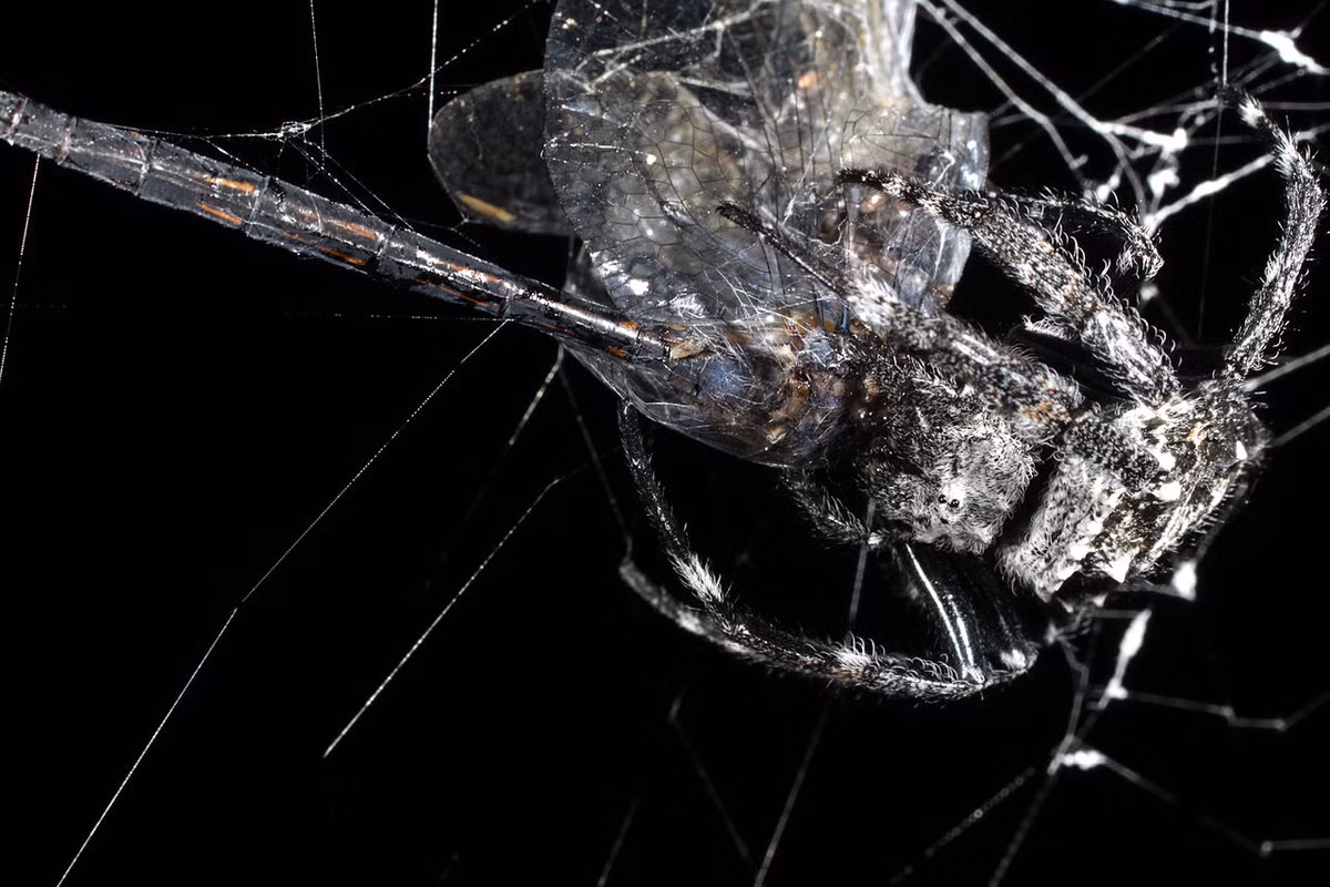 Nhện vỏ cây Darwin (Caerostris darwini) lthuộc họ Araneidae được phát hiện ở Madagascar trong Vườn quốc gia Andasibe-Mantadia vào năm 2009. Loài nhện này có bề ngoài trông giống như vỏ cây. Tên loài được đặt theo nhà tự nhiên học Charles Darwin.