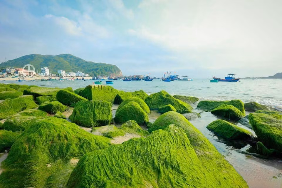 Những phiến đá gồ ghề được bao phủ bởi “tấm thảm xanh” của rong rêu đua nhau mọc lên. Loại rêu này xanh ngắt, bám chặt vào đá, lay nhẹ theo mặt nước biển. Khi thủy triều rút xuống, những đám rêu phơi mình trên mỏm đá, cùng ánh bình minh nhẹ nhàng len lỏi qua từng khẽ đá. Vẻ đẹp mang nét hoang sơ của tạo hóa nhưng lại huyền ảo đến lạ làm du khách ngất ngây. Ảnh Phạm Minh Tuấn
