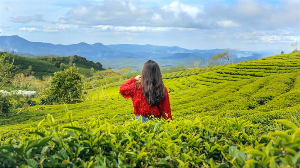 Muốn đắm mình trong khung cảnh tươi mát của thiên nhiên du khách hãy đến Đồi chè Cầu Đất để chiêm ngưỡng và đắm mình vào màu xanh thanh mát của cánh đồng chè bao la bát ngát. Đứng từ trên đồi nhìn xuống là khung cảnh hùng vĩ của núi đồi, các vườn rau,... rất bắt mắt và thú vị. Ảnh Internet