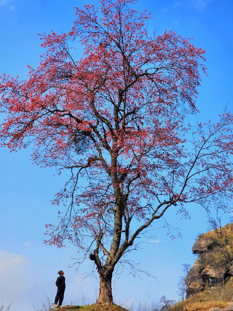 Trên cung đường trekking Lảo Thẩn có một cây đào cao lớn đứng một mình và bung nở rực rỡ. Người dân nơi đây vẫn gọi là "cụ đào".