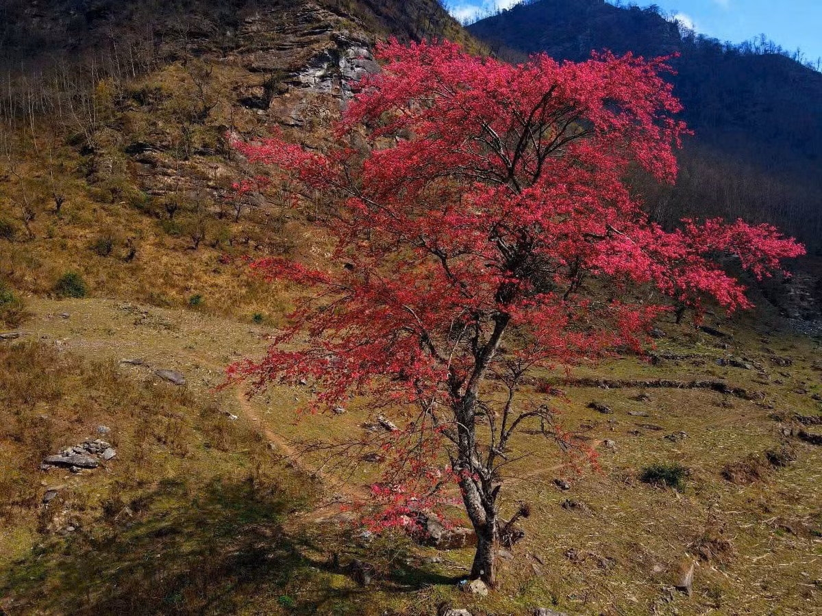 Theo chia sẻ của chủ homestay Y Tý Clouds, "cụ đào" này nằm trên cung đường trekking đỉnh Lảo Thẩn. Nếu đi xe máy từ điểm Trường Phìn Hồ, tầm 2km sẽ thấy cây đào nổi bật bên núi. Ảnh Internet