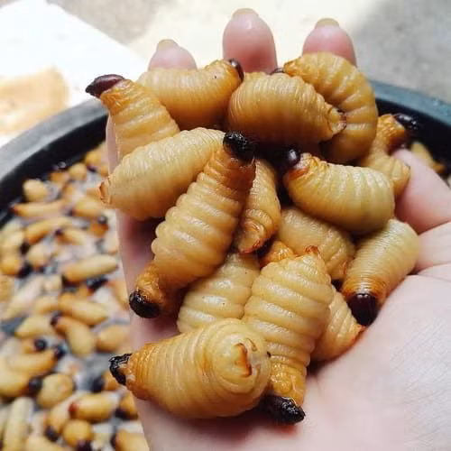 Đuông dừa - món "khoái khẩu" của người miền Tây. Đuông dừa (hay còn gọi là sâu dừa) là ấu trùng sống bên trong cổ hũ dừa. Sống nhờ chất dinh dưỡng từ phần ngon nhất, sạch nhất của cây dừa nên đuông dừa được cho là rất bổ dưỡng. Ảnh Internet