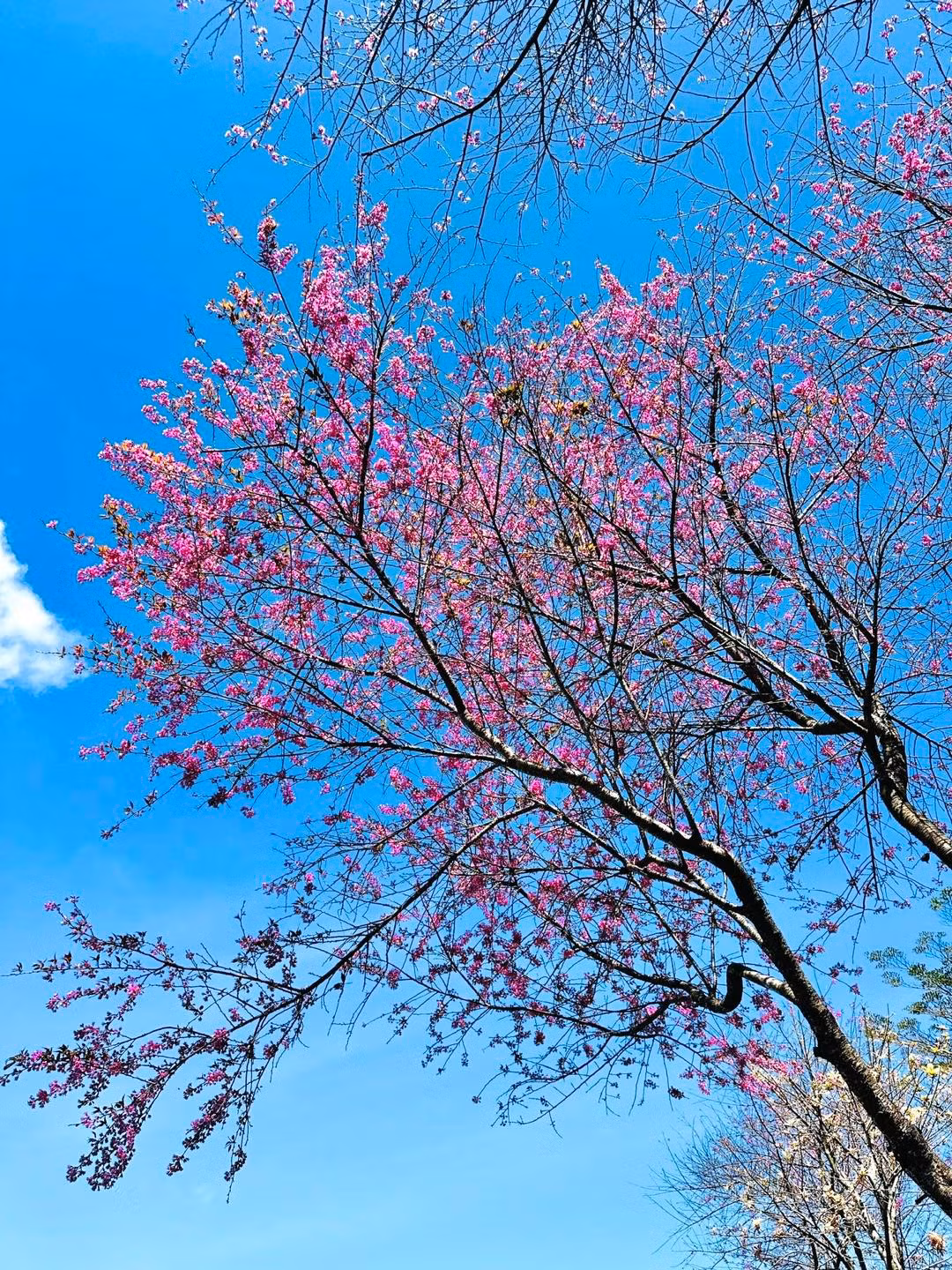 Vào khoảng đầu tháng 10, cây mai anh đào sẽ rụng lá dần, chỉ còn cành nhánh khẳng khiu để ngủ đông. Ảnh Sam Sam